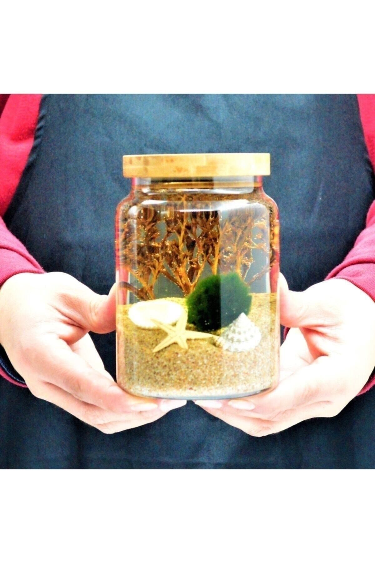 Şans Getiren Marimo Patara