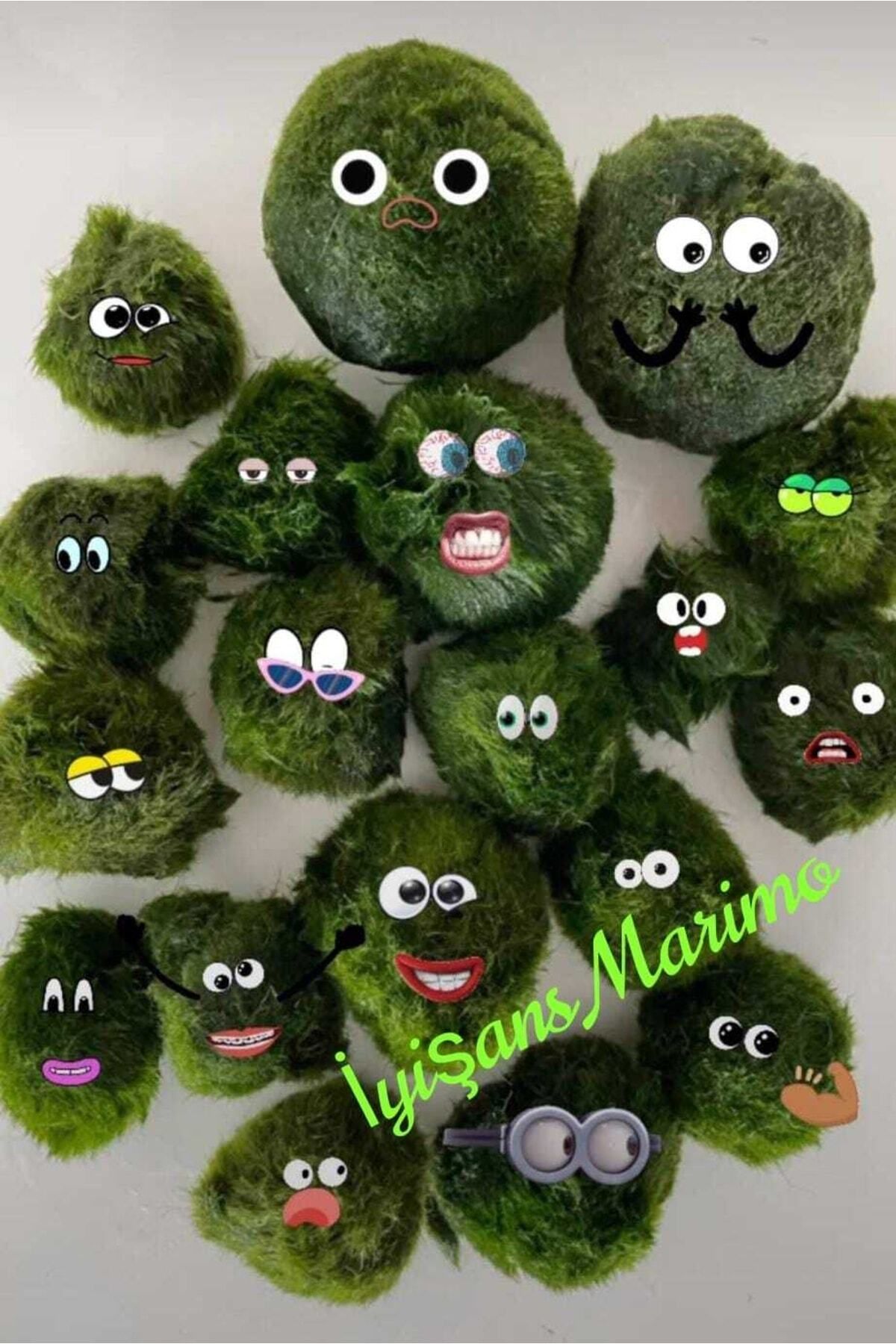 Marimo Baby Şans Yosunu Mossball Büyütmek Ve Çoğaltmak Için 1 Adet (0.5-1CM)