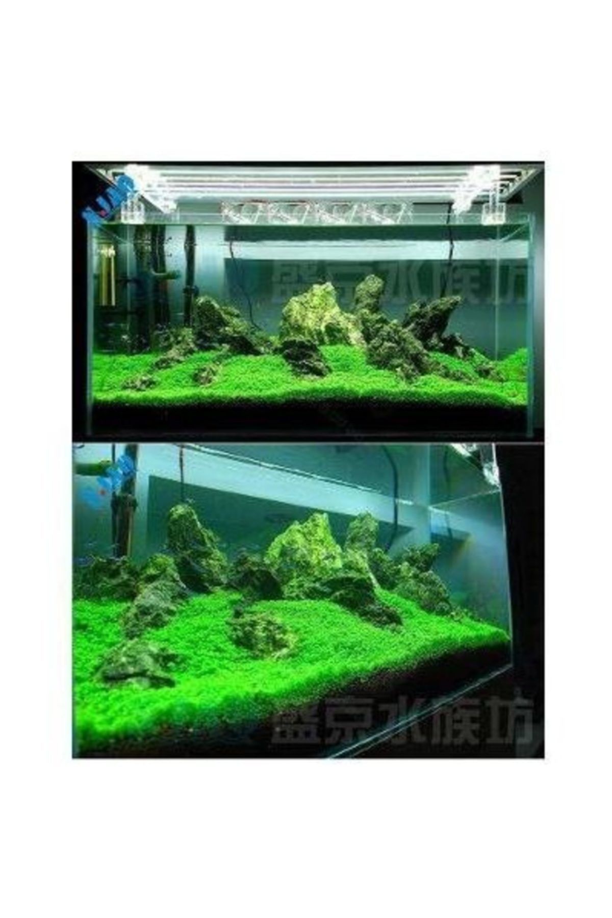 1000++ Adet Su Yoncası - Canlı Su Bitkisi Tohumu-  Süs Bitkisi Tohumu- Taban Bitkisi